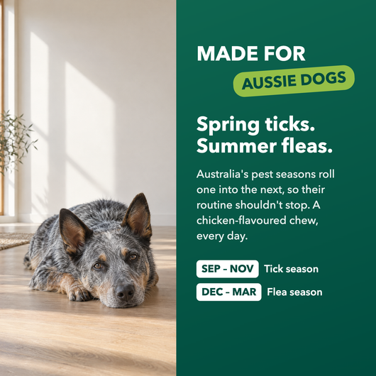Made for Aussie dogs: spring ticks, summer fleas