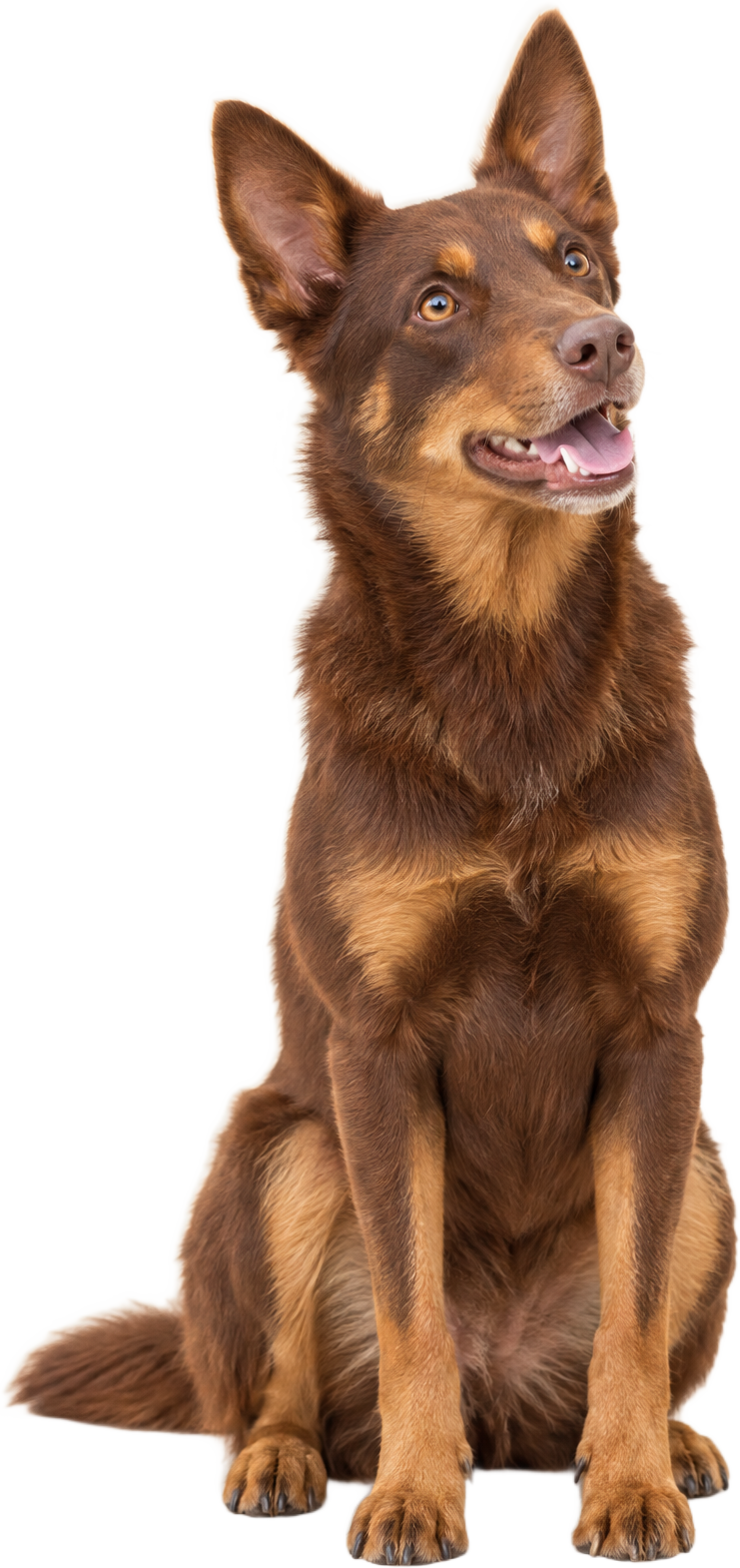 kelpie